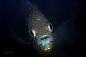 Daddy pumpkinseed in courting colours by Sven Tramaux 